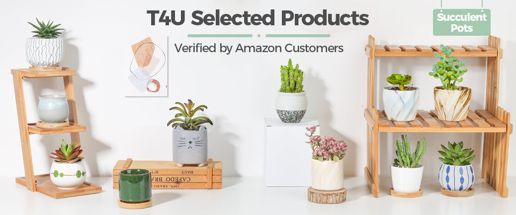 Succulent Pots – T4U Official