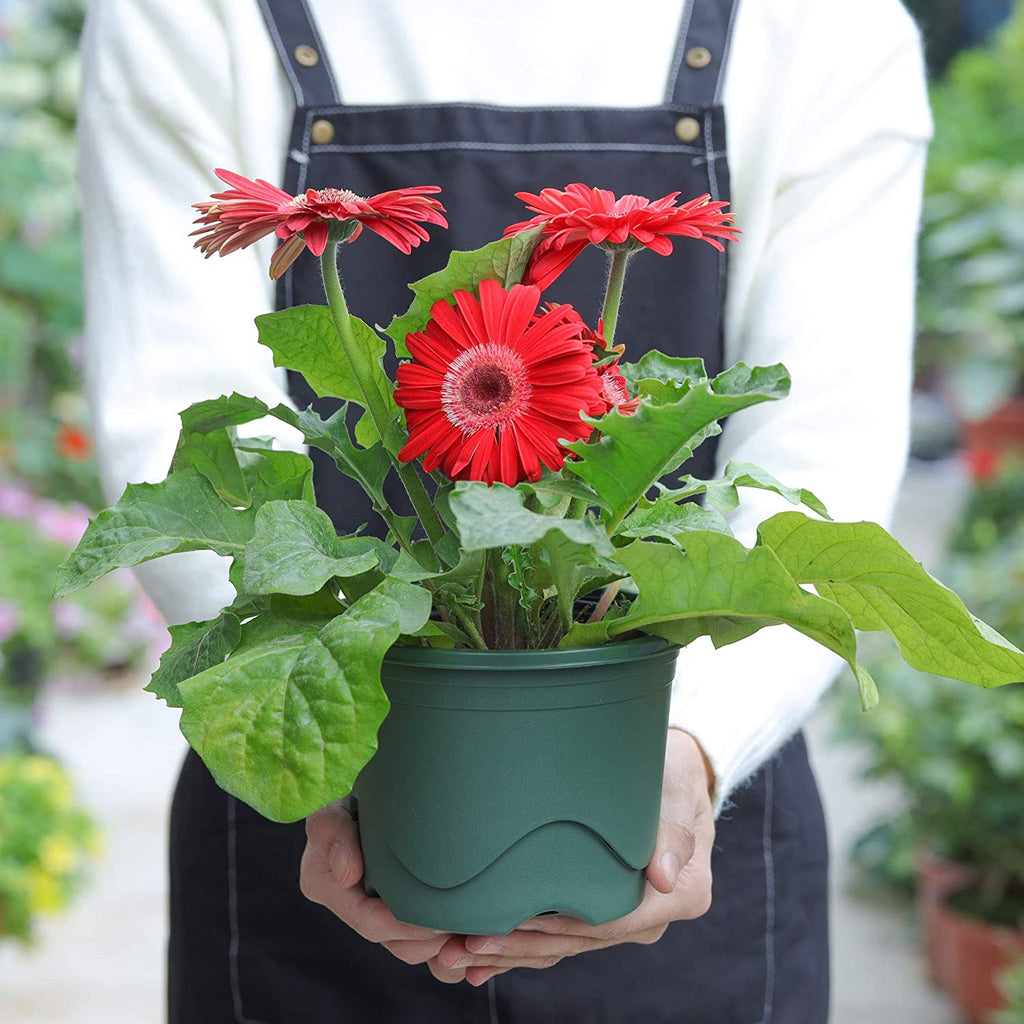 https://www.t4u.site/cdn/shop/products/darkgreenrootcontrolplantpot3_1024x1024.jpg?v=1639475644